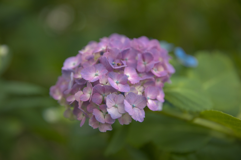 紫陽花２