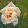 薔薇2020