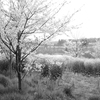 菜の花と桜