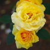 薔薇９