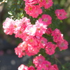 薔薇７