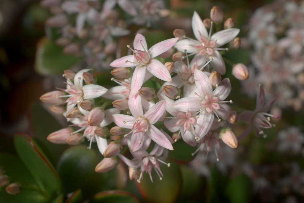 フチベニベンケイ2025