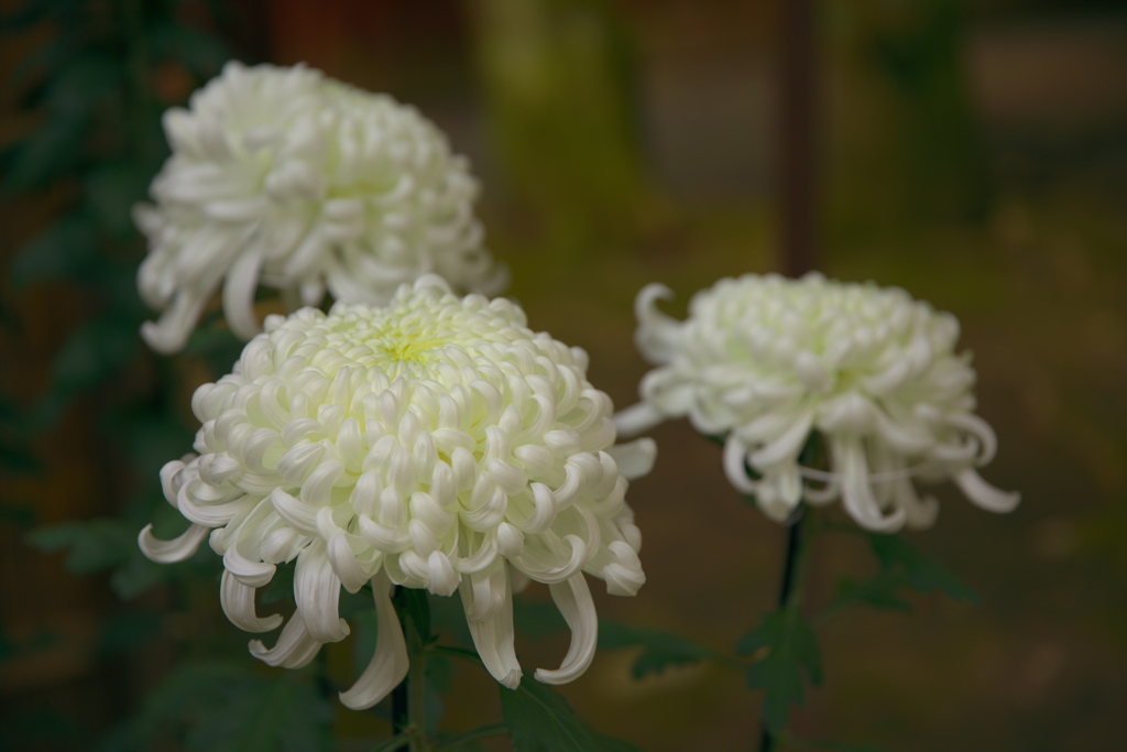 菊（４）