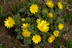 福寿草2026（その２）