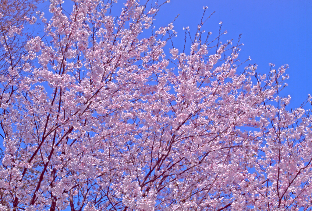 つくば市立竹園東小学校の桜