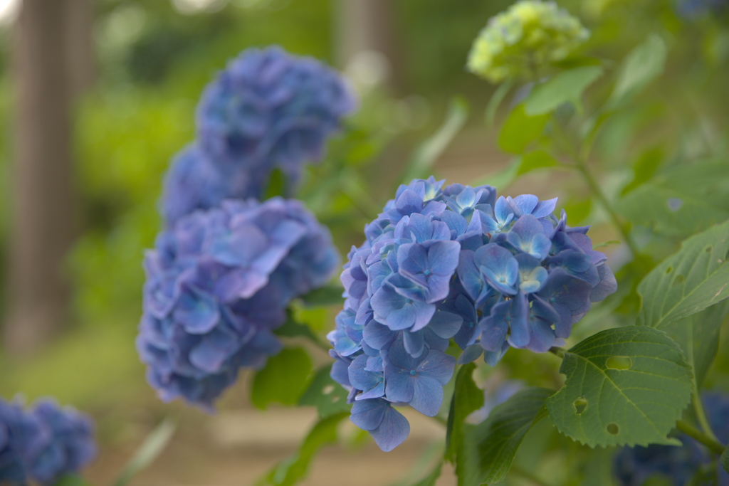 紫陽花１