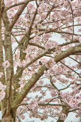 桜の中で