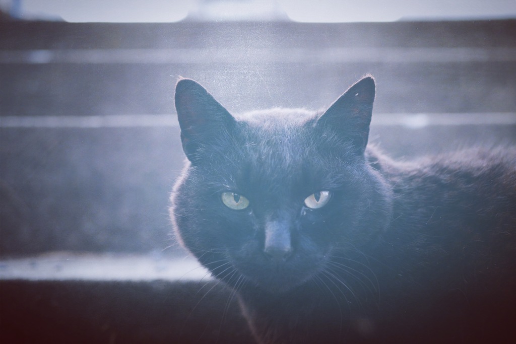 黒猫