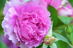 Rose Gartenより　愛を込めて・・・92