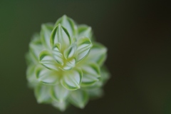 雑草と言うお花は無いから