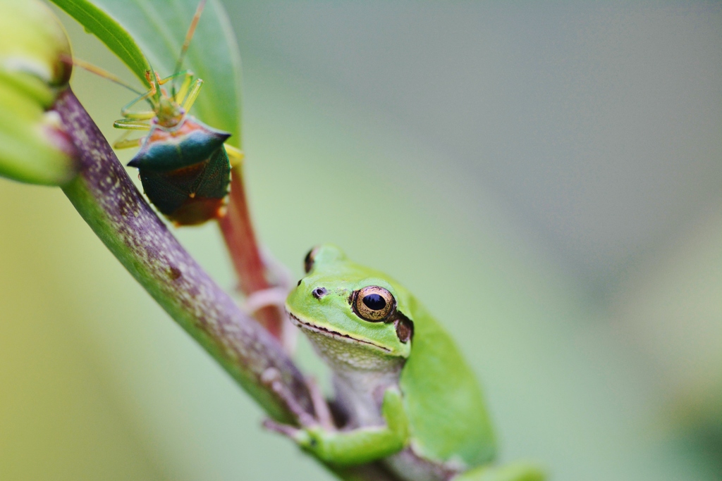 分からず屋のカメちゃんとチャーリー