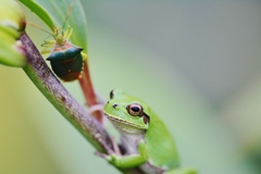 分からず屋のカメちゃんとチャーリー