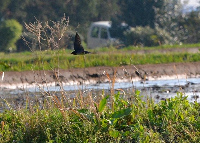 朋有り遠方より来たる、亦た楽しからずや