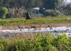 朋有り遠方より来たる、亦た楽しからずや