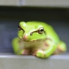 お庭の　パッチア・ダムス