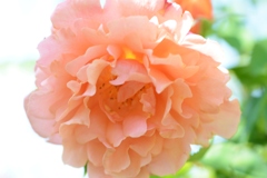 Rose Gartenより　愛を込めて・・・25