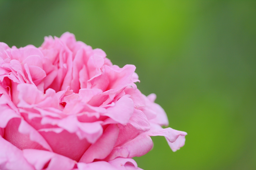Rose Gartenより　愛を込めて・・・45