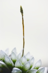 光に咲くお花