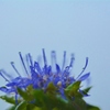 碧い雫
