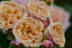 Rose Gartenより　愛を込めて・・・86