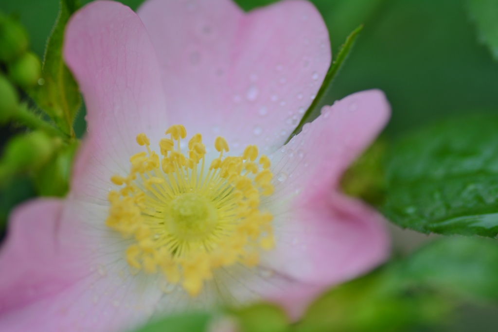 Rose Gartenより　愛を込めて・・・31