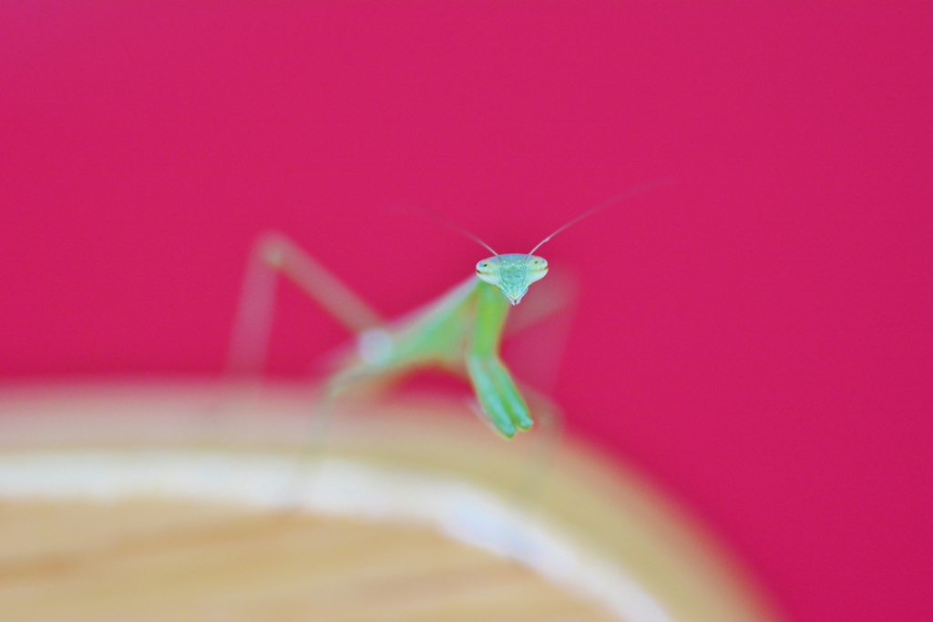 食卓にも　＾＾