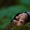 山中で寝ていたクマくん