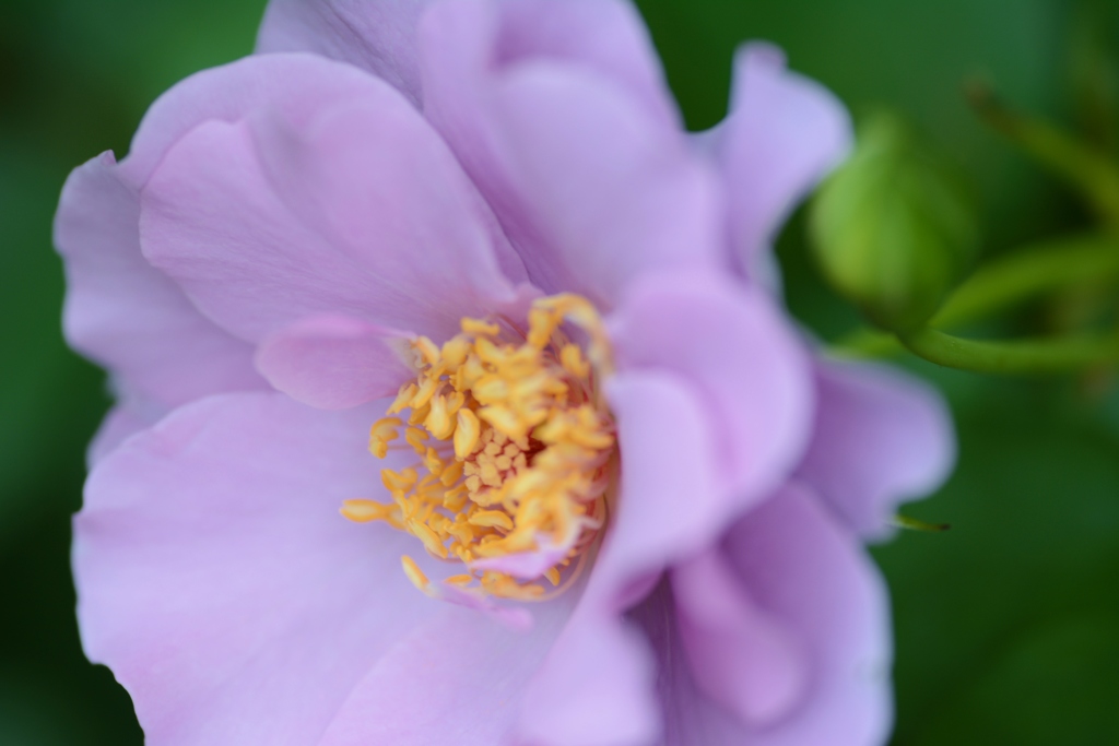 Rose Gartenより　愛を込めて・・・１９