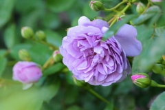 Rose Gartenより　愛を込めて・・・33