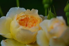 Rose Gartenより　愛を込めて・・・88