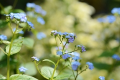 小さき花のその中に・・・