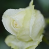 Rose Gartenより　愛を込めて・・・１６