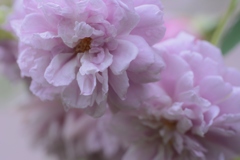 秋薔薇の香り