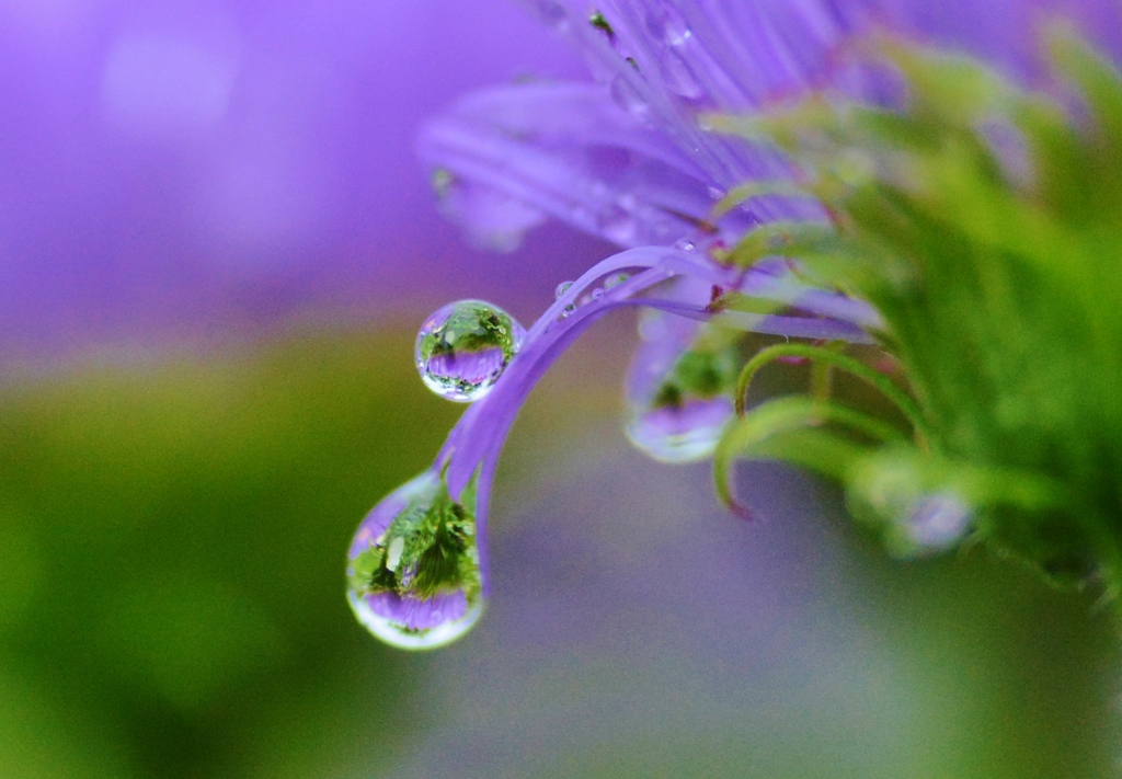 雨もよろし