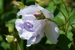Rose Gartenより　愛を込めて・・・61