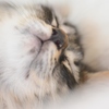 しあわせ　１