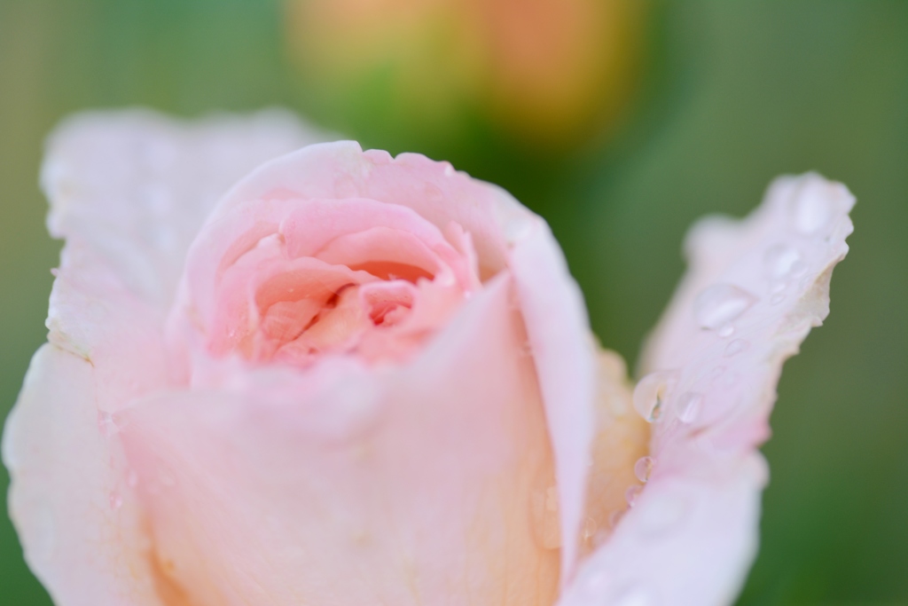 Rose Gartenより　愛を込めて・・・１７