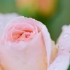 Rose Gartenより　愛を込めて・・・１７