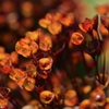 鴉の花