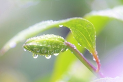 雨上がり