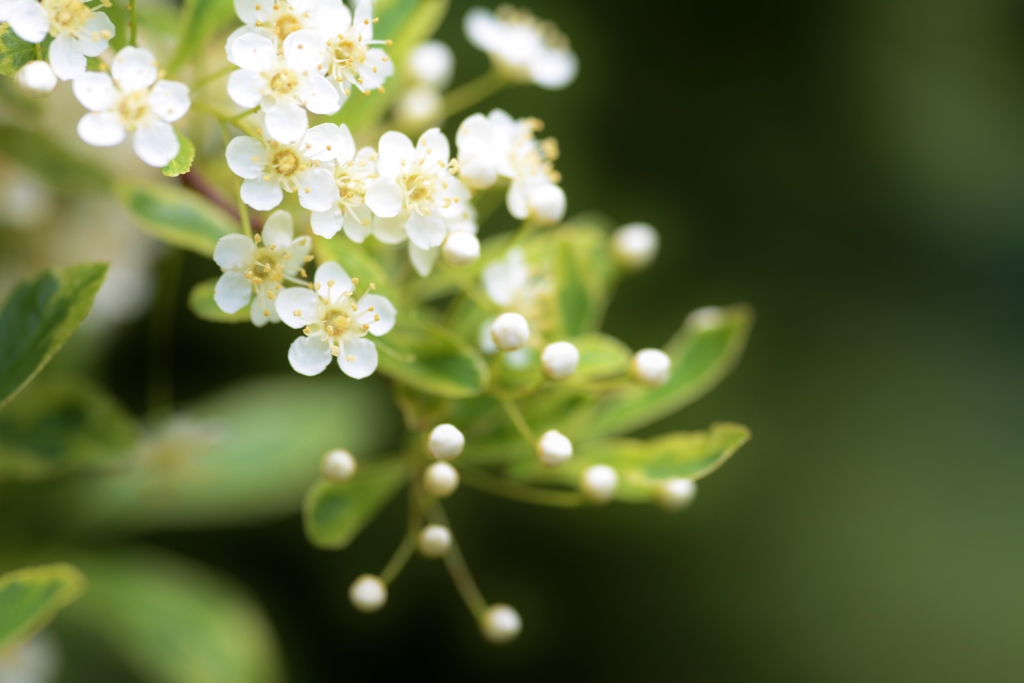 あられ弾けて紅実る