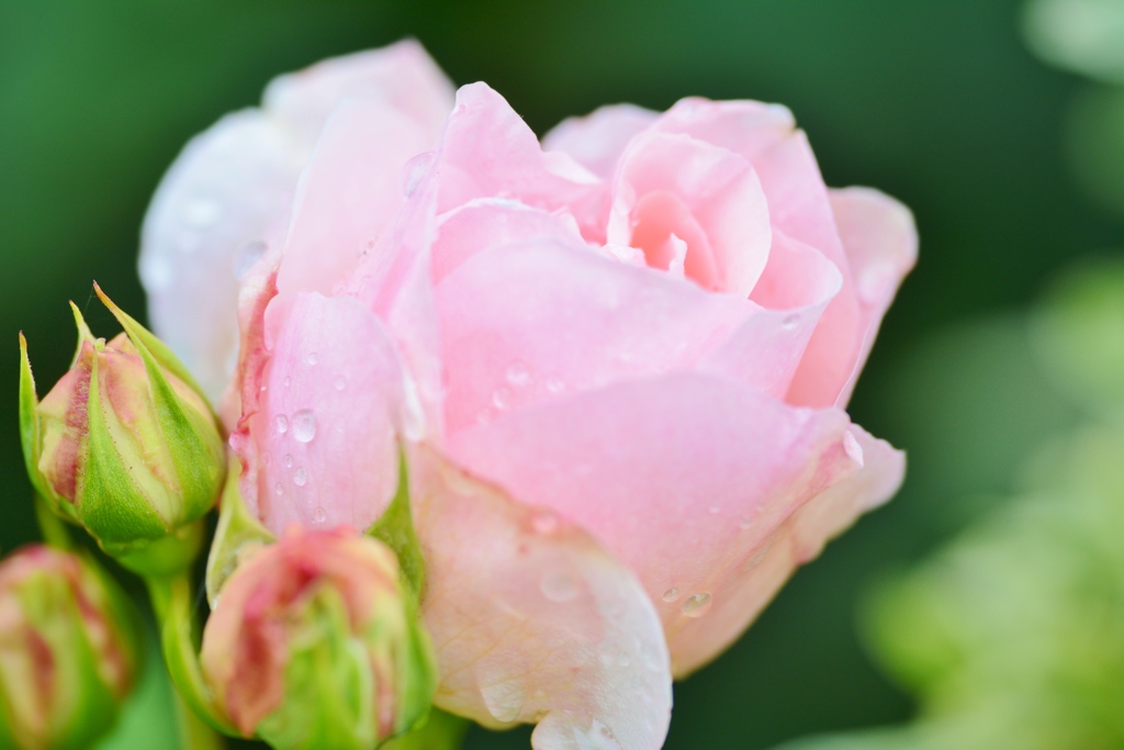 Rose Gartenより　愛を込めて・・・２１