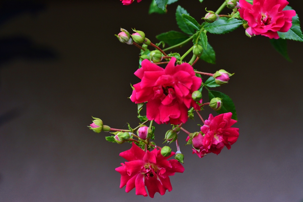 Rose Gartenより　愛を込めて・・・99