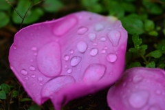 雨の花びら