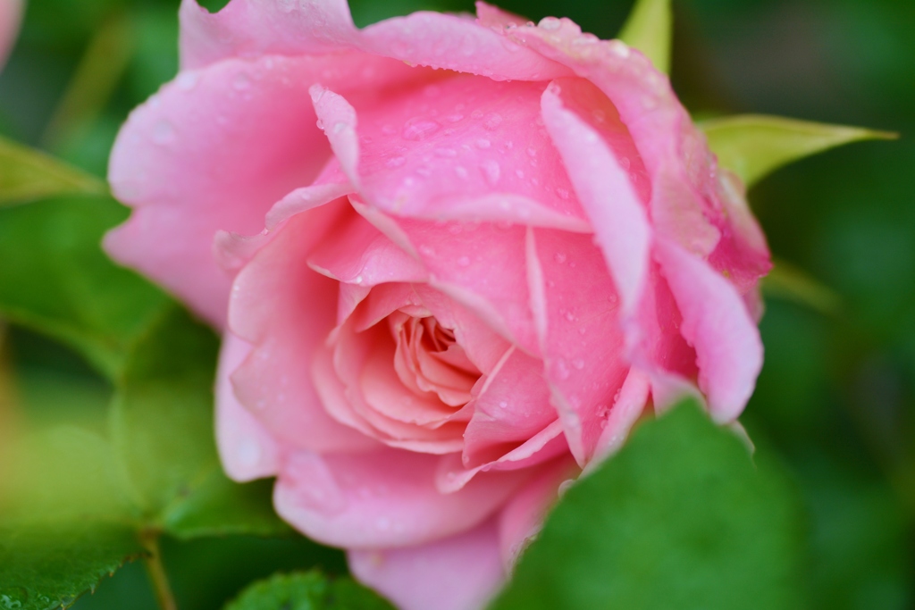 Rose Gartenより　愛を込めて・・・30