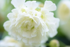 カーネーションのようなお花