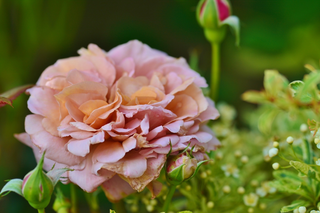 Rose Gartenより　愛を込めて・・・38