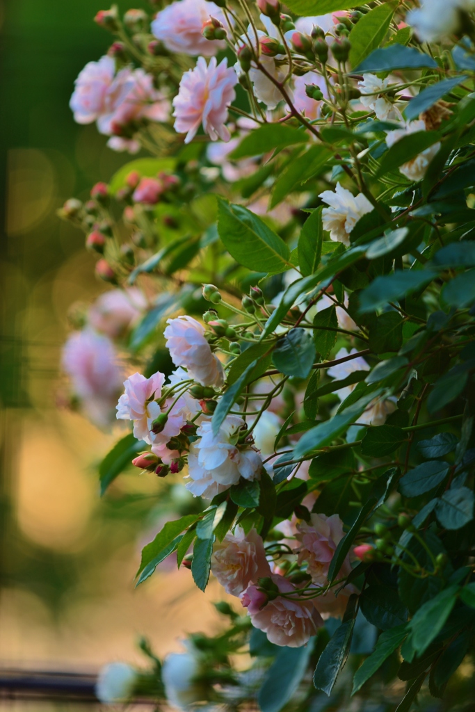 Rose Gartenより　愛を込めて・・・40
