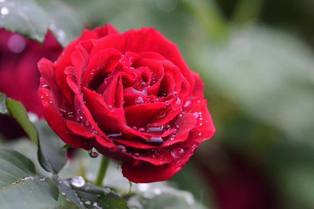 Rose Gartenより　愛を込めて・・・24