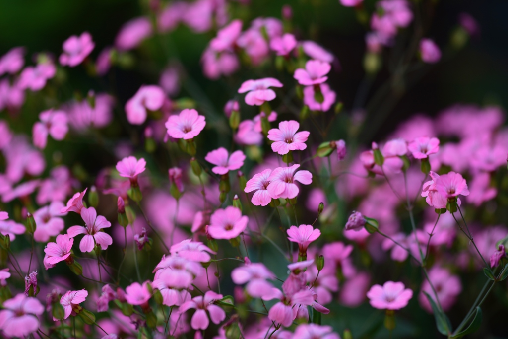 千の花咲く